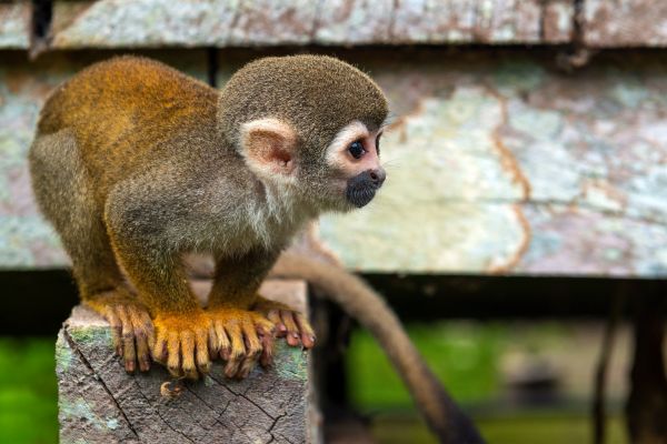 Circuit Equateur, Aventure entre 2 Hémisphères pas cher photo 16