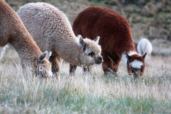 Circuit Equateur, Aventure entre 2 Hémisphères pas cher photo 28