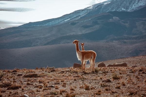 Circuit Equateur, Aventure entre 2 Hémisphères pas cher photo 29