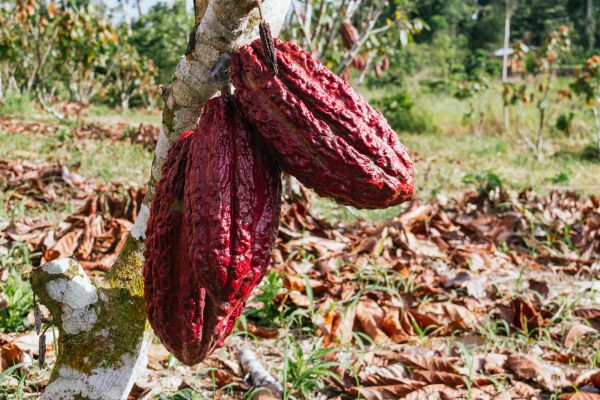 Circuit Equateur, Aventure entre 2 Hémisphères pas cher photo 32