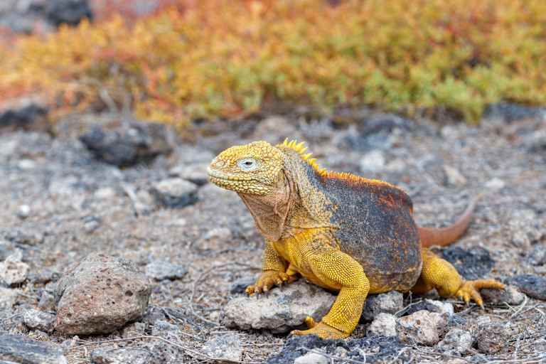 Explorer l'Equateur avec possibilité d'extension aux Galapagos - 3* pas cher photo 28