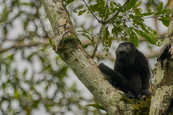 Circuit Dans le Sillage des Corsaires au Panama pas cher