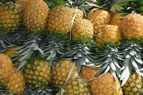 Circuit Dans le Sillage des Corsaires au Panama pas cher photo 27