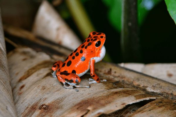 Circuit Dans le Sillage des Corsaires : De Panama à Bocas del Toro pas cher photo 1