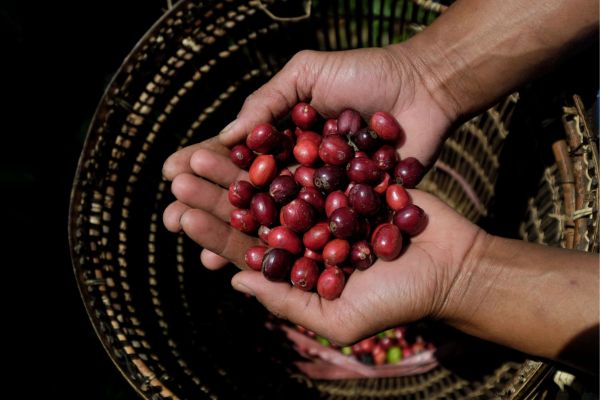 Circuit Dans le Sillage des Corsaires : De Panama à Bocas del Toro pas cher photo 25