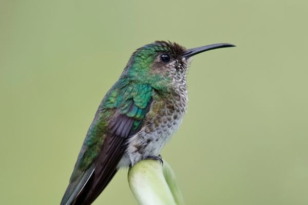 Circuit Dans le Sillage des Corsaires : De Panama à Bocas del Toro pas cher photo 29