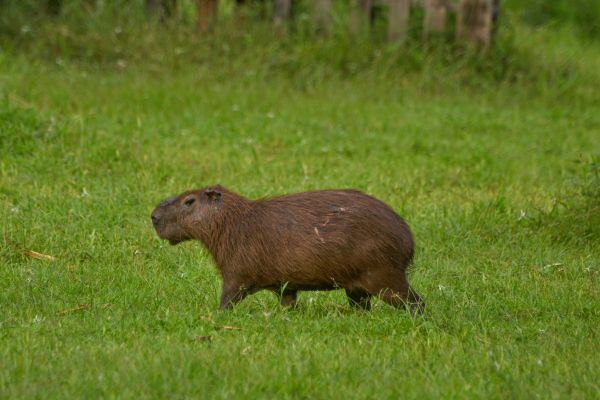 Circuit Dans le Sillage des Corsaires : De Panama à Bocas del Toro pas cher photo 30