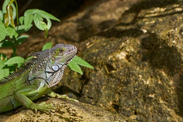 Circuit Dans le Sillage des Corsaires : De Panama à Bocas del Toro pas cher photo 32