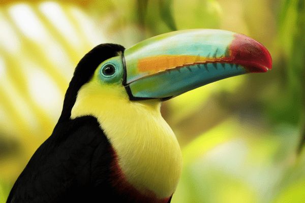 Circuit Dans le Sillage des Corsaires : De Panama à Bocas del Toro pas cher photo 34