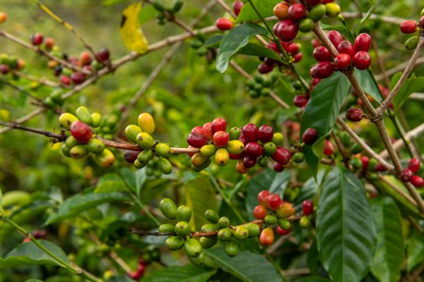 Circuit Panama, Couleur Café pas cher photo 20