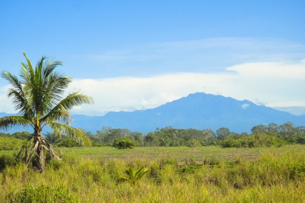 Circuit Panama, Couleur Café pas cher photo 23