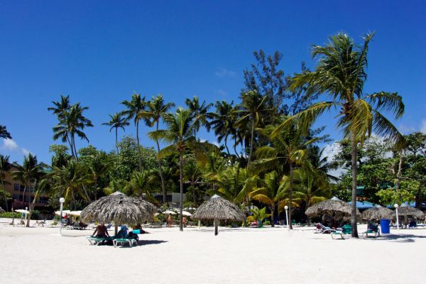 Circuit Panama, Couleur Café pas cher photo 32