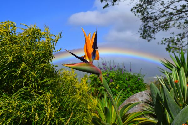 Circuit Panama, Couleur Café pas cher photo 37