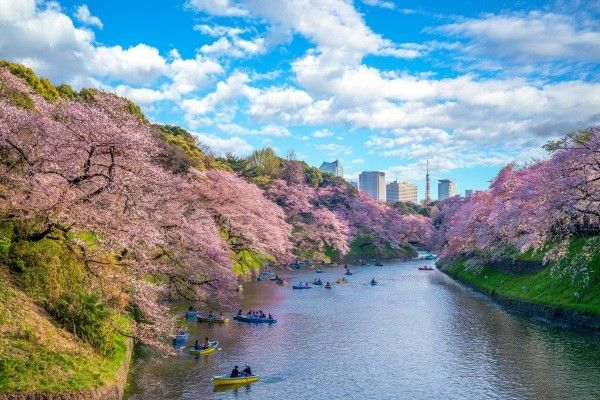 Circuit Voyage en liberté, grands sites d'Osaka à Tokyo 3* pas cher photo 12