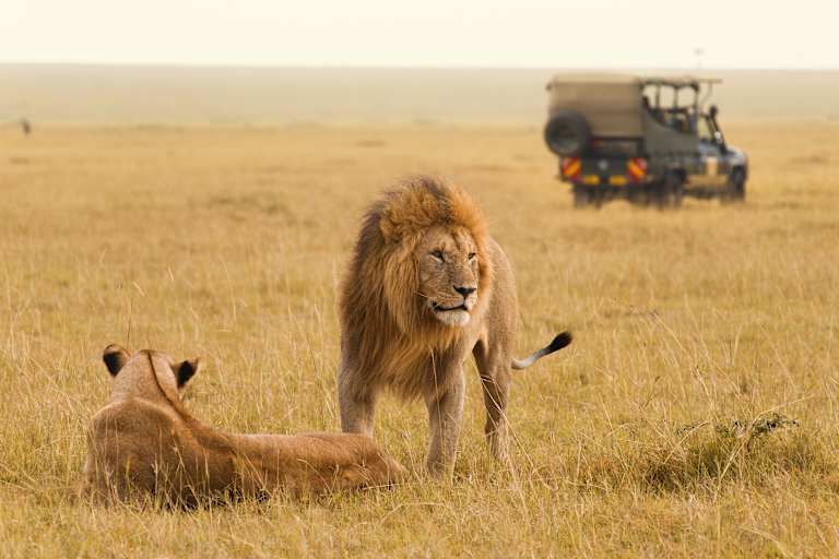Le meilleur du Kenya en safari - 3* pas cher photo 1