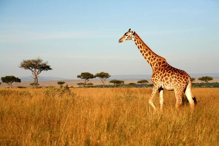 Le meilleur du Kenya en safari - 3* pas cher photo 2