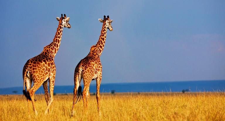 Le meilleur du Kenya en safari - 3* pas cher photo 3