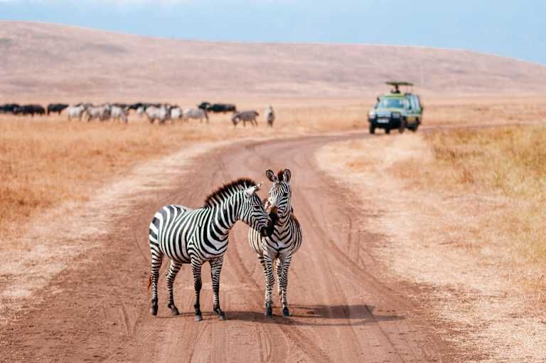 Le meilleur du Kenya en safari - 3* pas cher photo 4