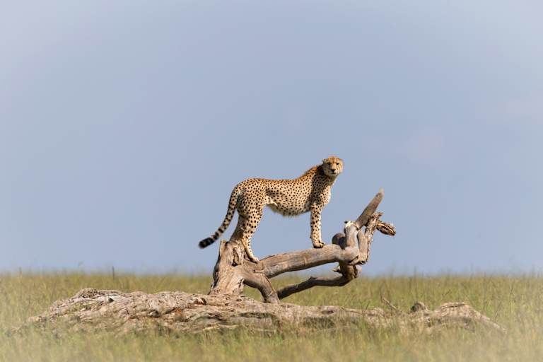 Le meilleur du Kenya en safari - 3* pas cher photo 10