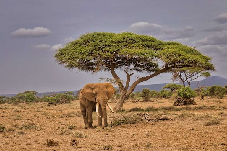 Le meilleur du Kenya en safari - 3* pas cher photo 12