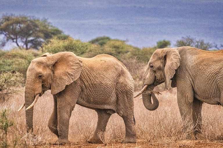 Le meilleur du Kenya en safari - 3* pas cher photo 13