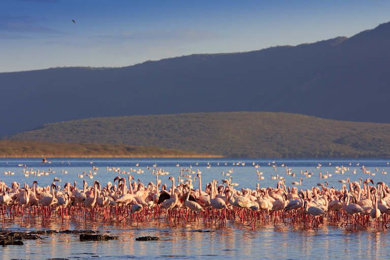 Le meilleur du Kenya en safari - 3* pas cher photo 14