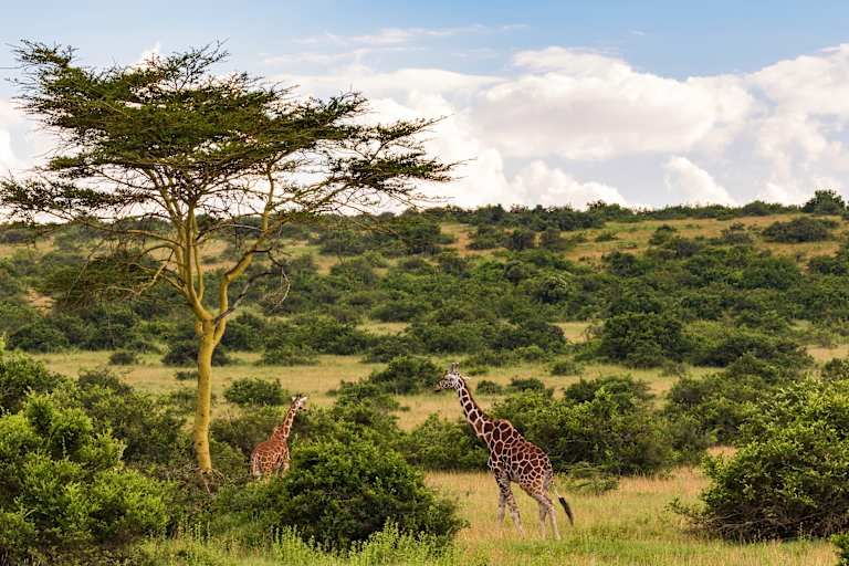 Circuit privatif : Safari authentique au Kenya - 3* pas cher photo 4