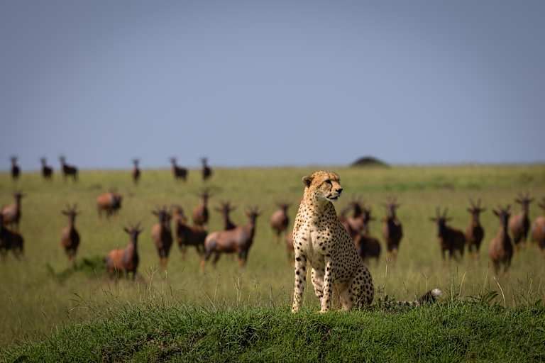Circuit privatif : Safari authentique au Kenya - 3* pas cher photo 12