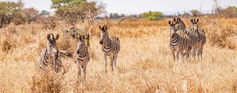 Autotour A la Découverte de l'Afrique du Sud 3*-4*-5* pas cher photo 3