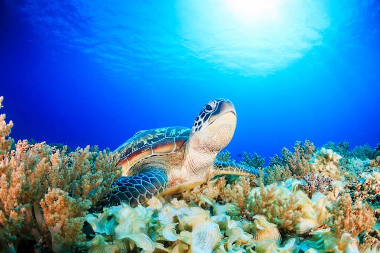 Echappées belles de Bali à Gili - 4* pas cher photo 17