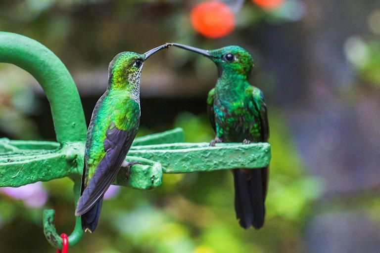 Autotour à la Découverte du Costa Rica 3*-4*-5* pas cher