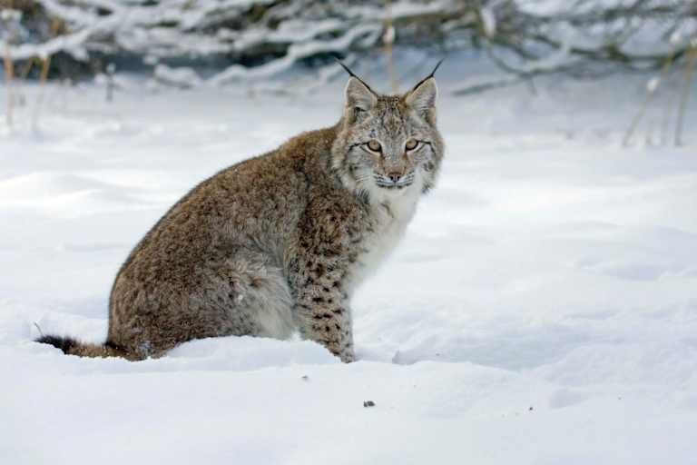 Magie Arctique - 3* pas cher photo 1