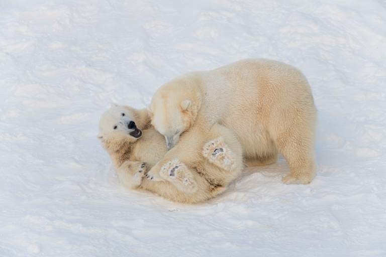 Magie Arctique - 3* pas cher photo 3