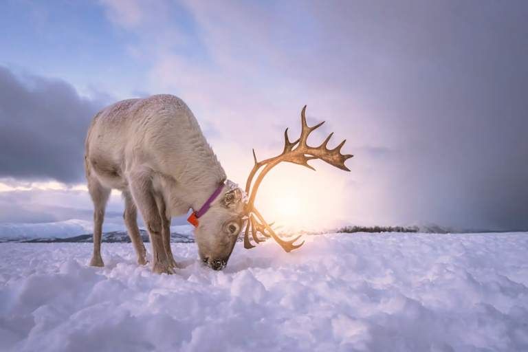 Magie Arctique - 3* pas cher photo 5