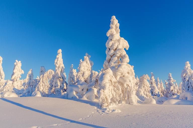 Magie Arctique - 3* pas cher photo 9