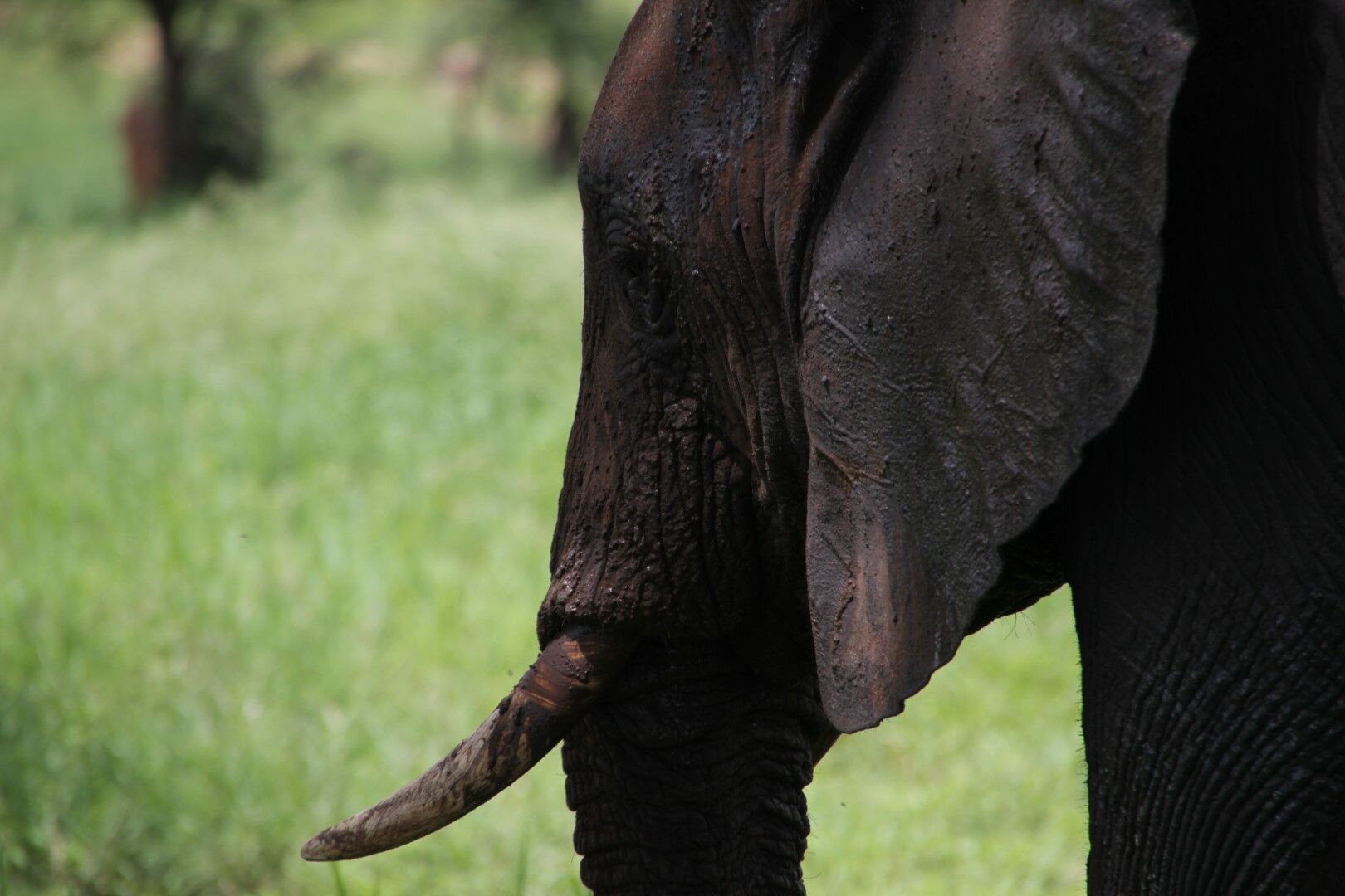 L'Essentiel de la Tanzanie & Zanzibar - 10J/7N - 2026 pas cher photo 3