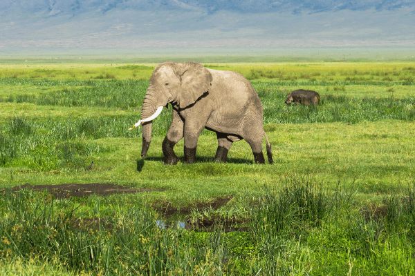 Circuit De la Savane Africaine à l'île aux Epices, plages de Matemwe en Privatif 2*Nouveauté 2026 2* pas cher photo 6