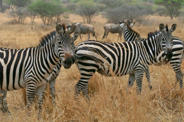 Circuit De la Savane Africaine à l'île aux Epices, plages de Matemwe en Privatif 2*Nouveauté 2026 2* pas cher photo 9
