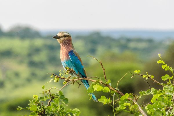 Circuit De la Savane Africaine à l'île aux Epices, plages de Matemwe en Privatif 2*Nouveauté 2026 2* pas cher photo 12