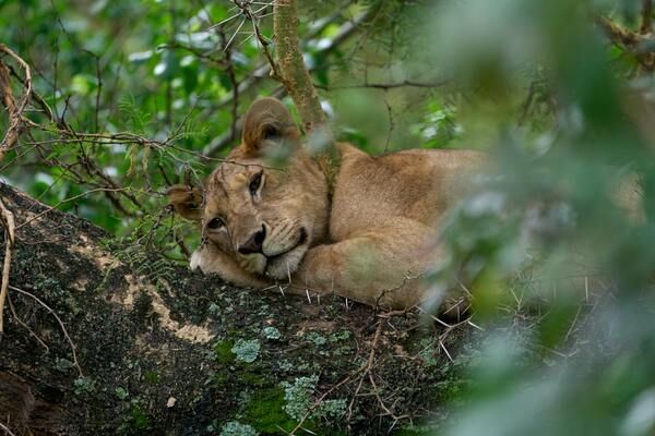 Circuit De la Savane Africaine à l'île aux Epices, plages de Matemwe en Privatif 2*Nouveauté 2026 2* pas cher photo 15