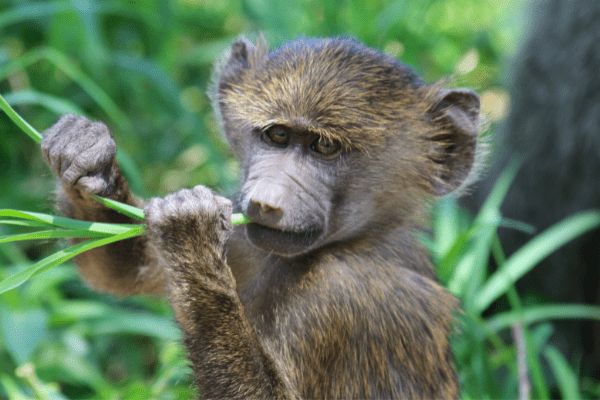 Circuit De la Savane Africaine à l'île aux Epices, plages de Matemwe en Privatif 2*Nouveauté 2026 2* pas cher photo 16
