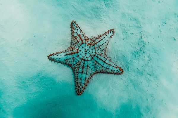 Circuit De la Savane Africaine à l'île aux Epices, plages de Matemwe en Privatif 2*Nouveauté 2026 2* pas cher photo 38