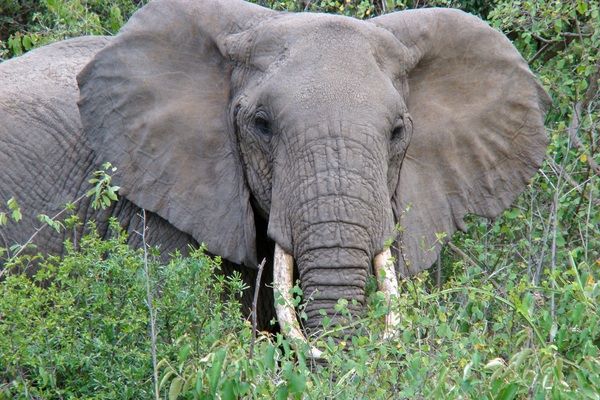 Circuit De la Savane Africaine à l'île aux Epices, plages de Matemwe en Privatif pas cher photo 22