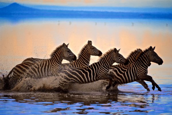 Circuit De la Savane Africaine à l'île aux Epices, plages de Matemwe en Privatif pas cher photo 24