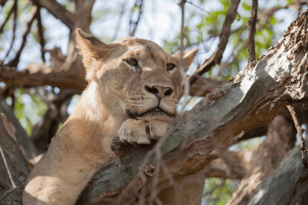 Circuit Des Lodges de Tanzanie à l'Archipel de Zanzibar, plage de Matemwe 2*Nouveauté 2026 2* pas cher photo 4