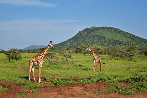 Circuit Des Lodges de Tanzanie à l'Archipel de Zanzibar, plage de Matemwe 2*Nouveauté 2026 2* pas cher photo 9