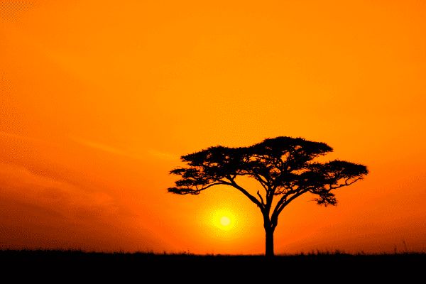 Circuit Des Lodges de Tanzanie à l'Archipel de Zanzibar, plage de Matemwe 2*Nouveauté 2026 2* pas cher photo 10