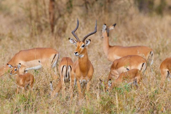 Circuit Des Lodges de Tanzanie à l'Archipel de Zanzibar, plage de Matemwe 2*Nouveauté 2026 2* pas cher photo 13