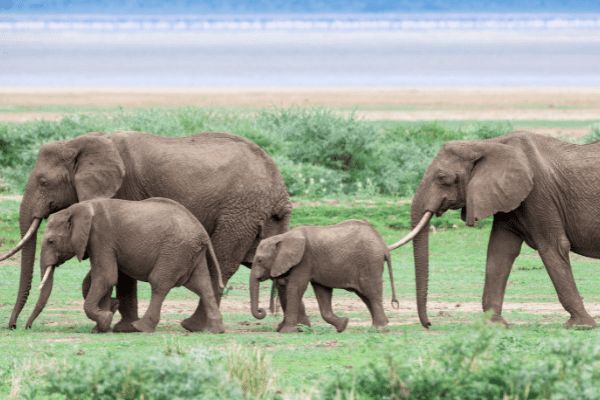 Circuit Des Lodges de Tanzanie à l'Archipel de Zanzibar, plage de Matemwe 2*Nouveauté 2026 2* pas cher photo 20
