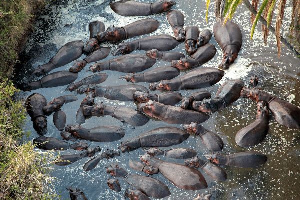 Circuit Des Lodges de Tanzanie à l'Archipel de Zanzibar, plage de Matemwe 2*Nouveauté 2026 2* pas cher photo 25